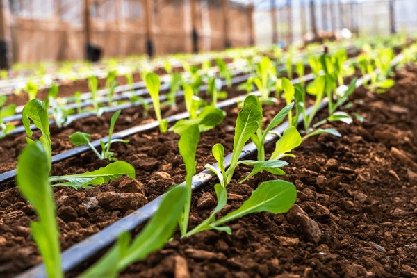 Smart Garden Irrigation: The Future of Home Gardening