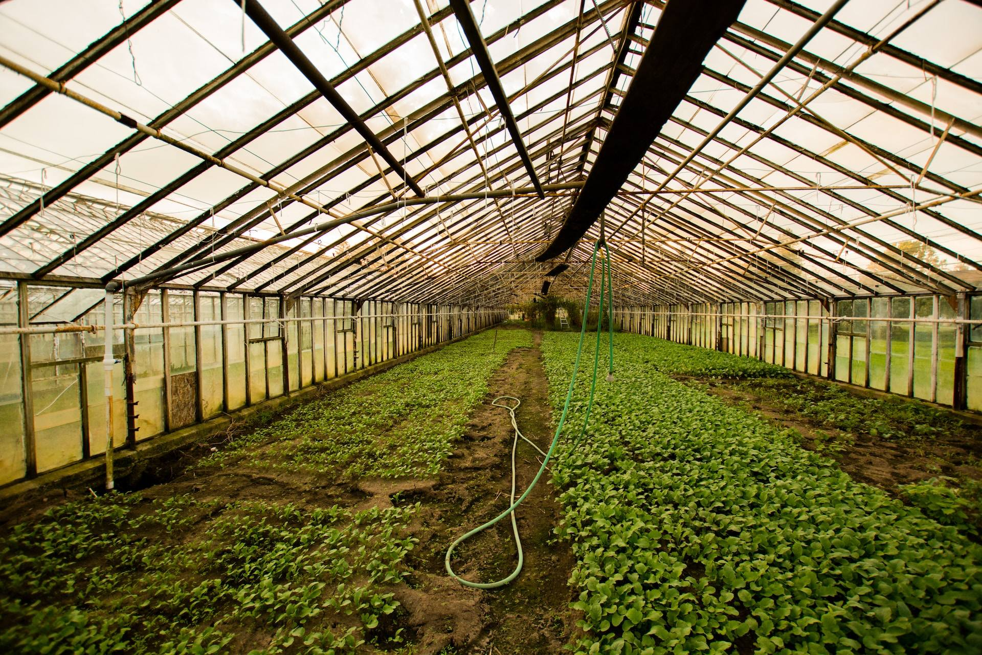 Greenhouse Farming